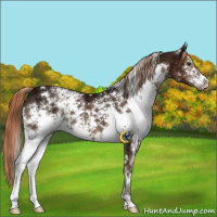 Horse Color:White Spotted Liver Chestnut Ice 