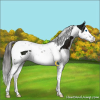 Horse Color:Liver Chestnut Ice Sabino Splash Tobiano 