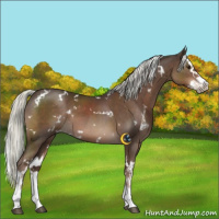 Horse Color:White Spotted Liver Chestnut Mushroom Sabino Splash 