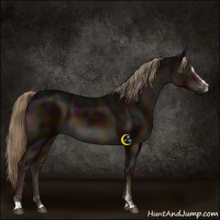 Horse Color:Midnight Liver Chestnut Sabino 