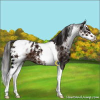 Horse Color:White Spotted Liver Chestnut Ice Splash Tobiano Appaloosa 