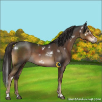 Horse Color:White Spotted Liver Chestnut Sabino