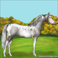 Horse Color:Gray Liver Red Dun Ice Mushroom Splash Tobiano 
