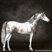 Horse Color:White Spotted Liver Red Dun Mushroom Splash Tobiano 