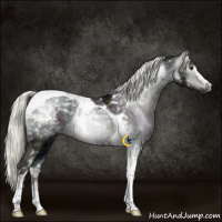 Horse Color:Gray Midnight Liver Chestnut Ice Mushroom Sabino Tobiano