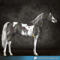 Horse Color:Midnight Liver Red Dun Mushroom Sabino Tobiano 