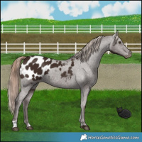 Horse Color:Liver Chestnut Appaloosa 