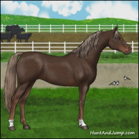Horse Color:Liver Chestnut 