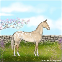 Horse Color:Palomino Roan Dun Appaloosa 