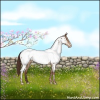 Horse Color:Liver Red Dun Roan Appaloosa Brindle 