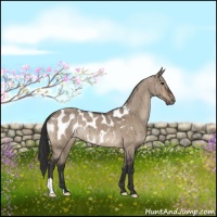 Horse Color:Brown Dun Near Leopard Brindle 