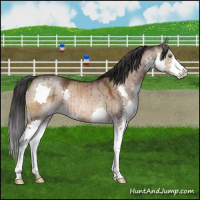 Horse Color:Brown Dun Splash Rabicano Brindle 