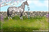 Horse Color:Platinum Brown Dun Sabino Appaloosa 