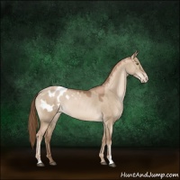 Horse Color:Liver Red Dun Pearl Sabino Appaloosa 