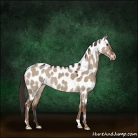 Horse Color:Liver Red Dun Appaloosa 