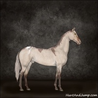 Horse Color:Silver Brown Roan Dun Sabino Appaloosa