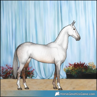 Horse Color:Gray Liver Chestnut Sabino 