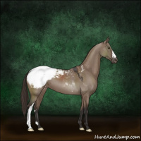 Horse Color:Liver Red Dun Appaloosa 