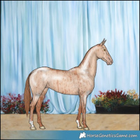 Horse Color:Gold Champagne Dun Brindle 