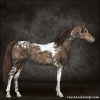 Horse Color:Liver Red Dun Ice Tobiano 