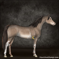 Horse Color:White Spotted Liver Red Dun Rabicano 
