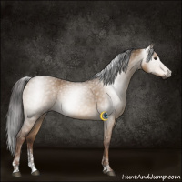Horse Color:Gray Liver Red Dun Tobiano 