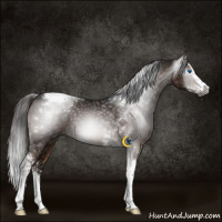 Horse Color:Gray Liver Chestnut Ice Splash Tobiano 