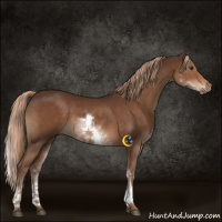 Horse Color:White Spotted Liver Chestnut 