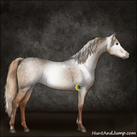 Horse Color:Gray White Spotted Liver Red Dun 