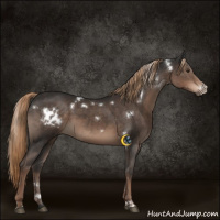 Horse Color:White Spotted Liver Chestnut 