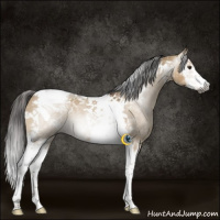 Horse Color:Gray White Spotted Liver Red Dun Splash Tobiano 