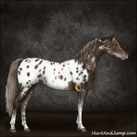 Horse Color:White Spotted Liver Chestnut Ice Tobiano Appaloosa