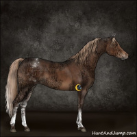 Horse Color:White Spotted Liver Chestnut Ice 