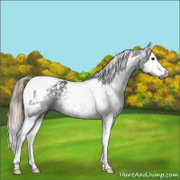 Horse Color:Gray White Spotted Midnight Chocolate Palomino Splash Tobiano 