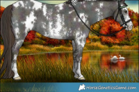 Horse Color:White Spotted Midnight Liver Red Dun Sabino 