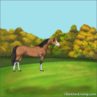 Horse Color:Bay Splash 