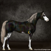 Horse Color:Midnight Chocolate Palomino Ice Mushroom Sabino 