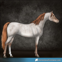 Horse Color:Liver Red Dun Roan Sabino Rabicano 