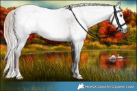 Horse Color:Gray White Spotted Liver Chestnut Sabino 