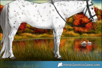 Horse Color:White Spotted Liver Chestnut Sabino Rabicano 