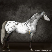 Horse Color:Gray Midnight Liver Chestnut Mushroom Sabino Near Leopard 