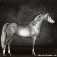 Horse Color:Gray White Spotted Liver Chestnut Mushroom 