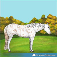 Horse Color:Red Roan Appaloosa 