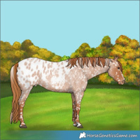 Horse Color:Red Roan Near Leopard