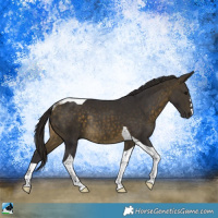 Horse Color:Buckskin Tobiano Rabicano 