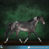 Horse Color:Platinum Brown Tobiano Rabicano