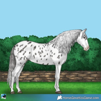 Horse Color:Platinum Black Tobiano Appaloosa Rabicano
