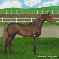 Horse Color:Liver Chestnut Varnish 
