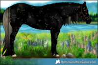 Horse Color:Void Plaid  White Spotted Chocolate Palomino Onyx Sabino Rabicano 