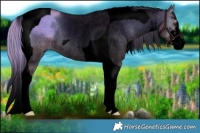 Horse Color:Void Watercolor Plaid  White Spotted Liver Red Dun Onyx Tobiano Rabicano 